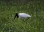 Day04 - 02 * Jabiru Stork